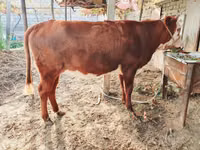 Touro, Simmental cattle — foto 2