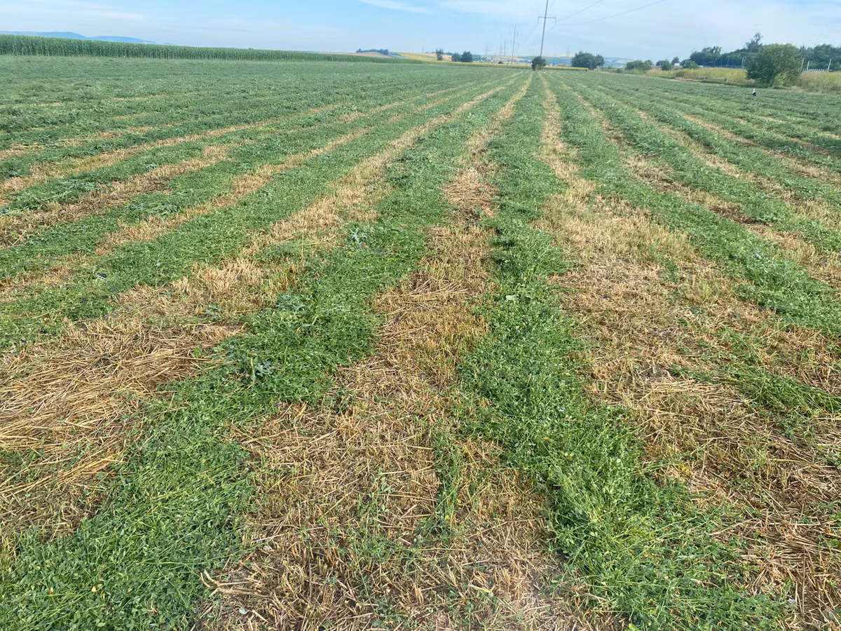 Lucernă
