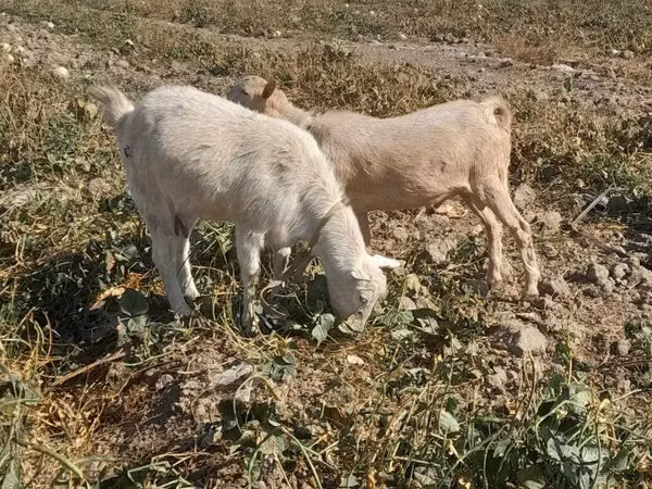 Dişi keçi, Saanen goat