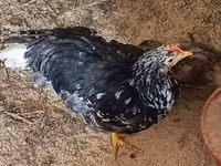 Chickens — Foto 3