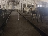 Vaca, Raza Holstein — foto 7