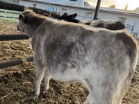 Bovine (lot, sex nespecificat), Belgian Blue — foto 1
