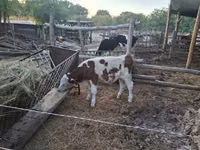 Buğa, Simmental cattle — foto 3
