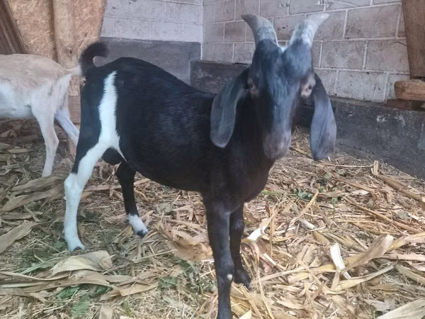 Cabro, Nubian Goat