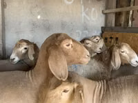 Qoyun, Arashan sheep — foto 3