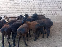 Berbec, Blackheaded Persian sheep — foto 2