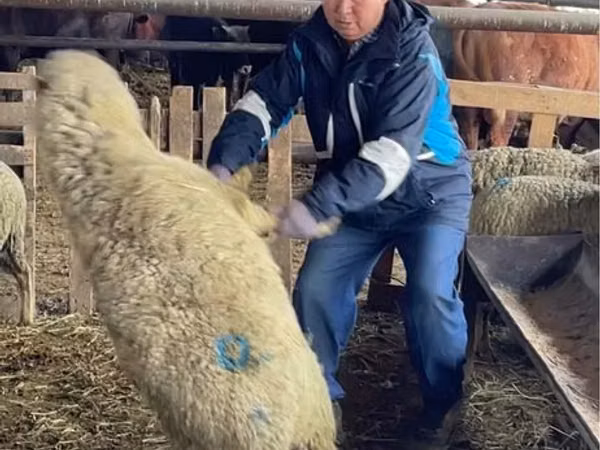 نعجة, Krasnoyarsk sheep