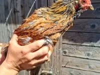 Chickens — photo 1
