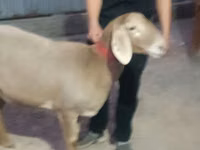 भेड़, Rhon sheep — फ़ोटो 4