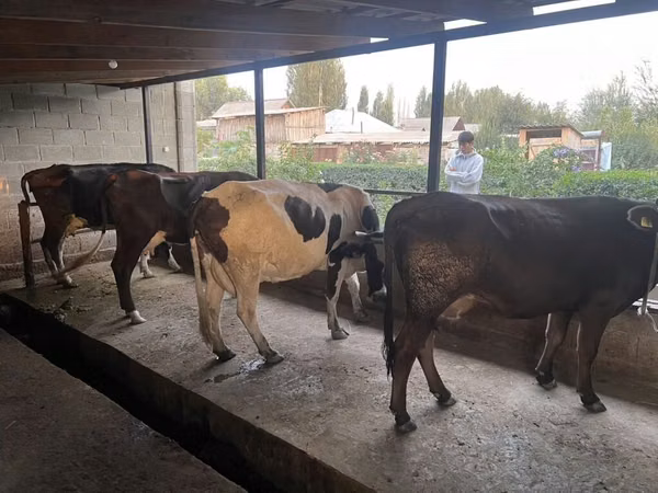 母牛, Russian Black pied cattle