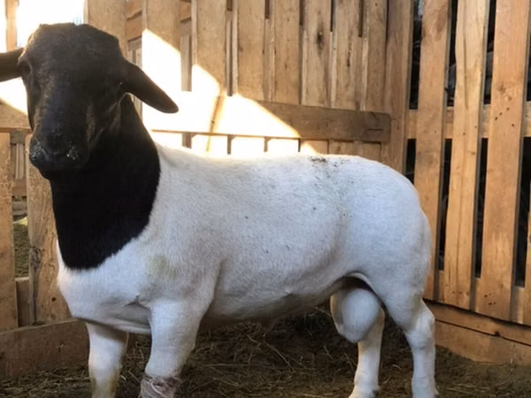 Carnero, Dorper sheep