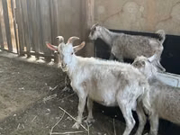 Boucs, Saanen goat — photo 4