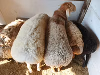 Oveja, Ovejas — foto 2