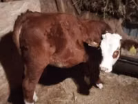 Cow, Limousin cow — photo 1