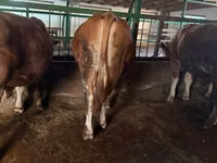 Toro, Simmental cattle — foto 2