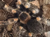 Məhsul: Seçmə tarantula balaları (sling) Növlər: - Brachypelma vagans — photo 2