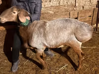公羊, Rhon sheep — 照片 5