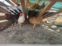 Chickens — Foto 3
