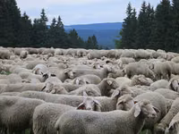 نعجة, Bessarabian sheep — الصورة 5