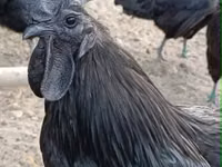 Ayam Cemani — photo 2