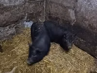 母猪, Pigs — 照片 4