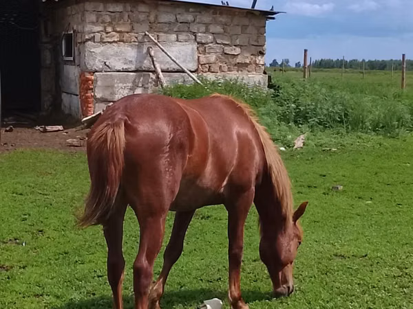Stute, Pferde