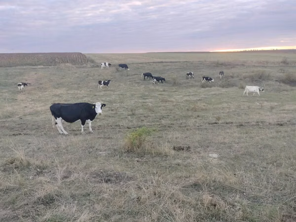 Vaca, Raça Holstein — Moldávia