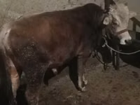 Bull, Cattle — photo 3