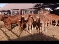 Bull, Cattle — photo 2
