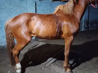 Horse (M), Budyonny horse — photo 2
