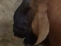 Cabro, Nubian Goat — foto 3