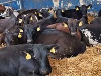 Buqa, Simmental cattle — 4-rasm