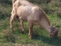 تيس, LaMancha goats — الصورة 1