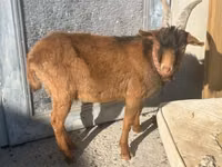 Billy Goat, Goats — photo 1
