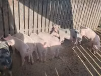 Scroafă, Porci — foto 2