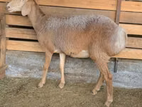 Ovelha, Arashan sheep — foto 3