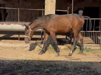 Caballo, Caballos — foto 4