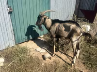 Taka, Alpine goat — 2-rasm