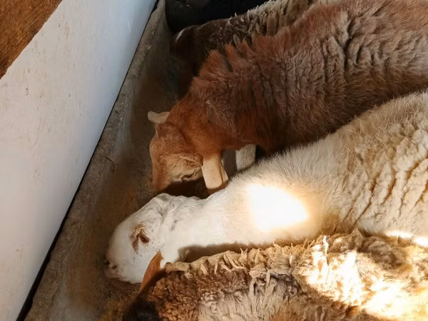 Schaf, Schafe