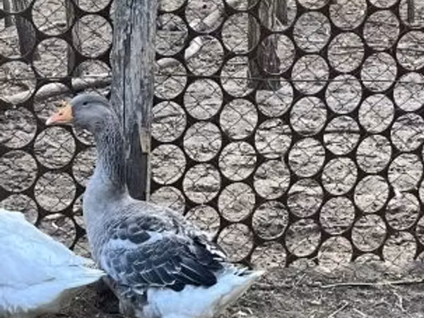 Gâscă daneză gri și gri pătată