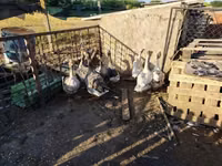 Geese — photo 2