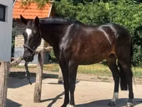 حصان, Belgian warmblood horse — الصورة 7