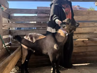 Țap, Nubian Goat — foto 2