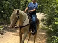 Aygʻir, Kentucky mountain daddle horse — 4-rasm