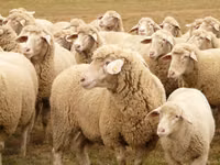 نعجة, Bessarabian sheep — الصورة 4