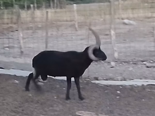 كبش, Shetland sheep