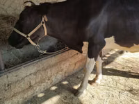 Cow, Holstein breed — photo 3