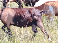 Cabra, Nubian Goat — foto 2