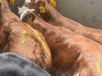 Bovine (lot, sex nespecificat), Simmental cattle — foto 2