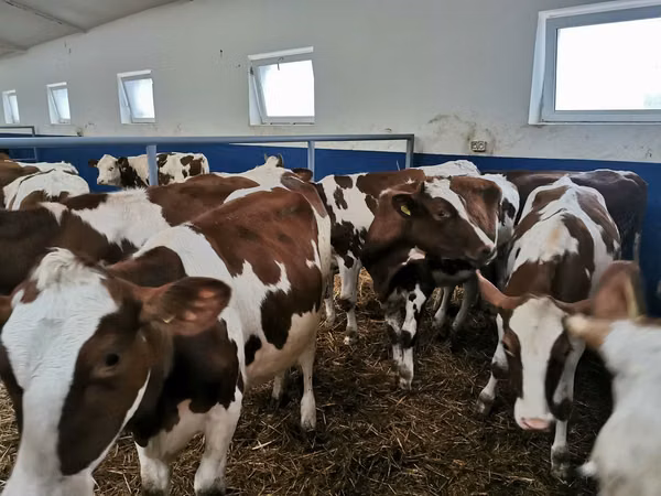 Buqa, Qizil-to'q qizil zot